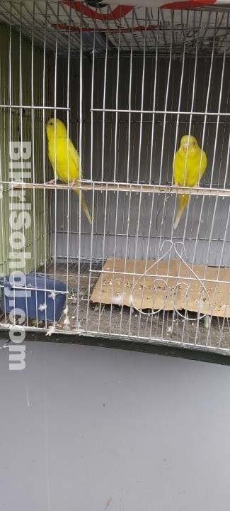 Budgie